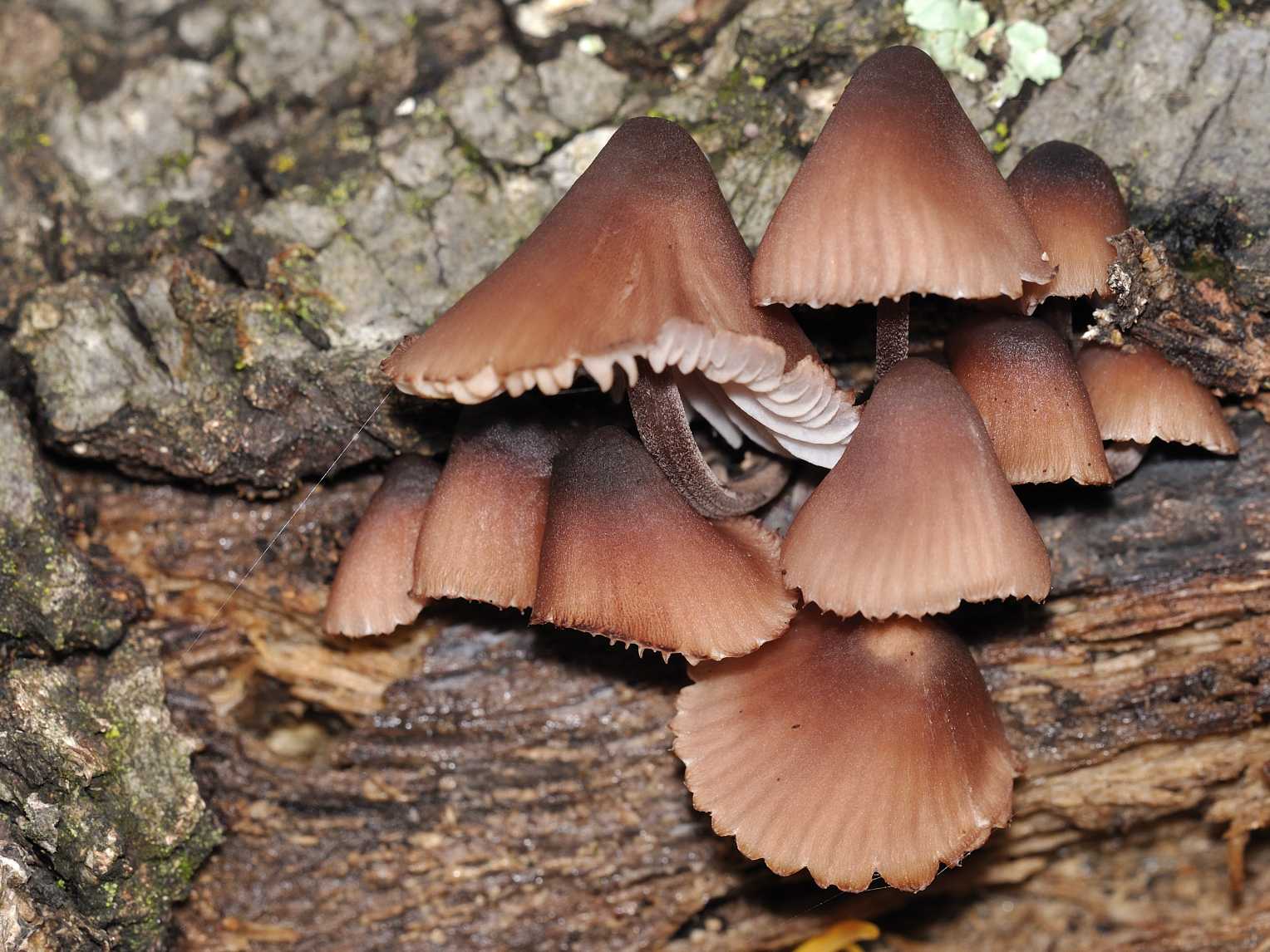 Mycenaceae - Mycena hematopus conferma